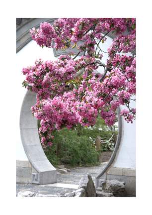 Cherry Blossom Time